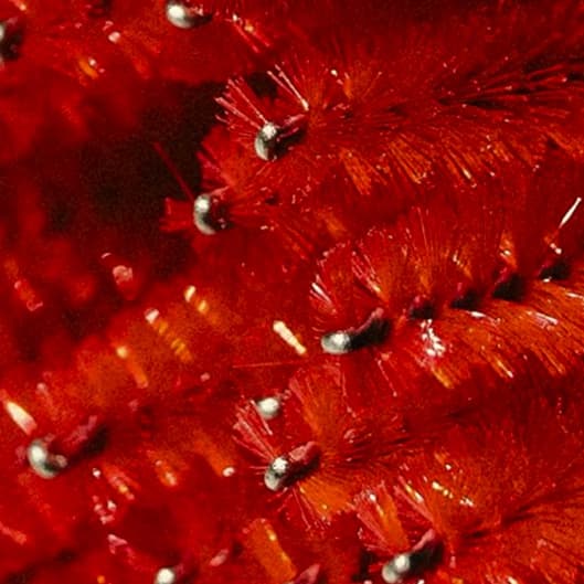 Lash Loyalty Membership at The Genuine Studio in Maricopa, AZ